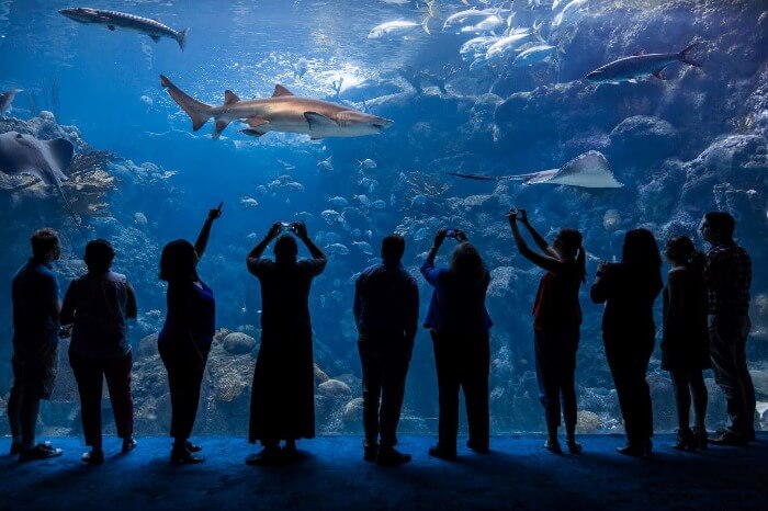 Florida Aquarium Tampa florida